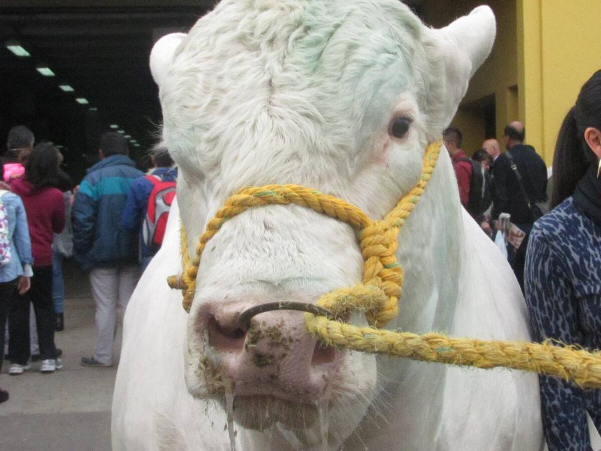 Título de la imagen