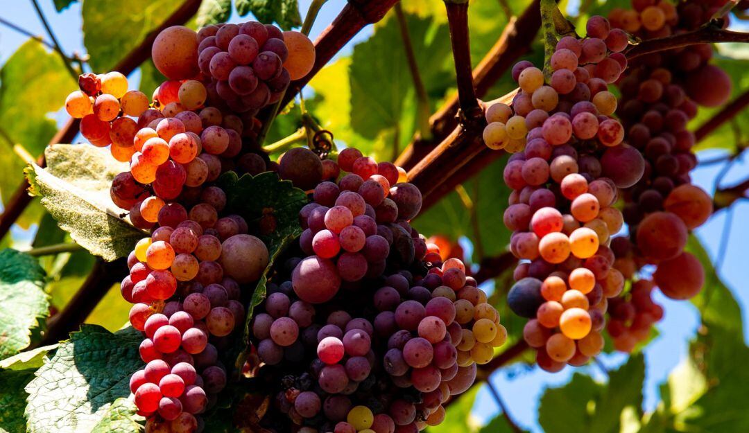 Racimo de uvas en el viñedo Sarcay.