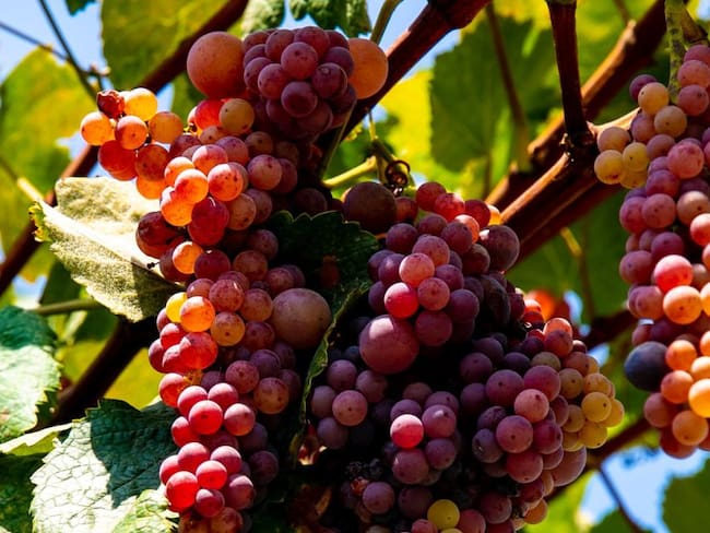Racimo de uvas en el viñedo Sarcay.