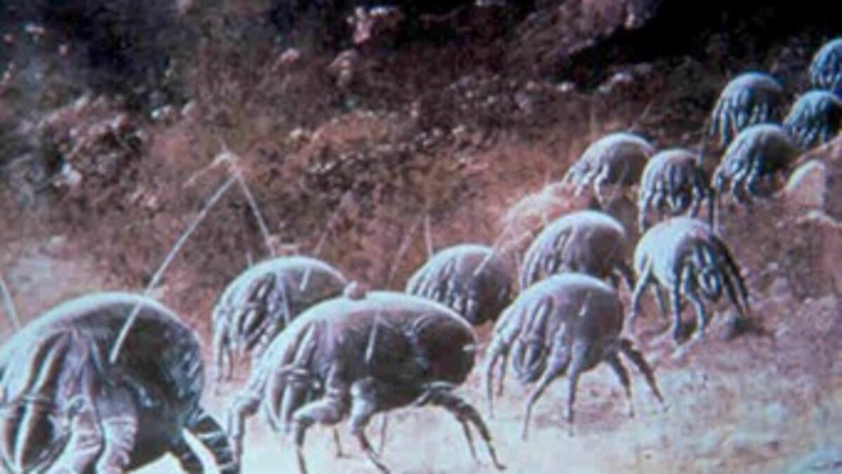 Ácaros revelan salud de reservas forestales del Valle