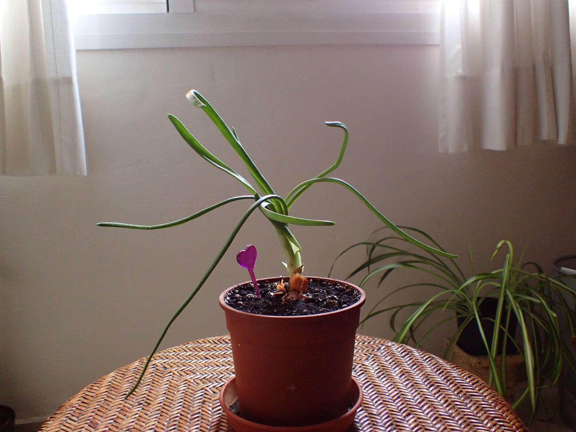 Maceta con planta de cebolla en casa (Getty Images)