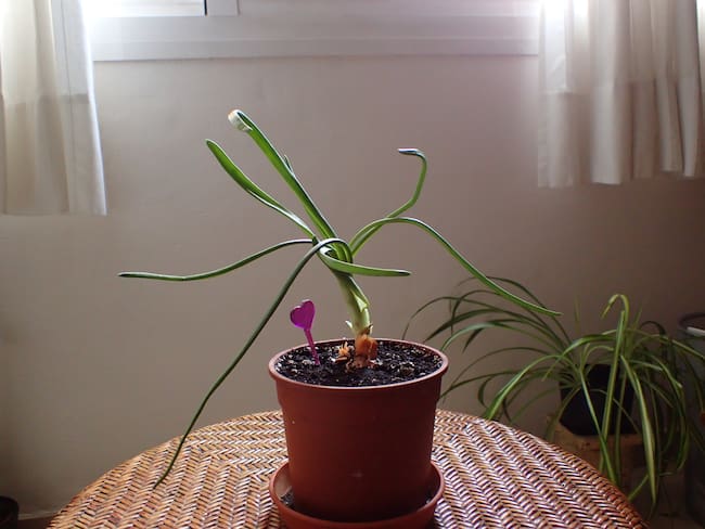 Maceta con planta de cebolla en casa (Getty Images)