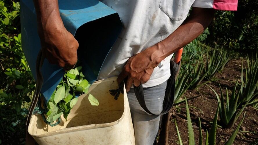 Gobierno escuchará a cultivadores de coca en Cajibío. Foto: Getty Images
