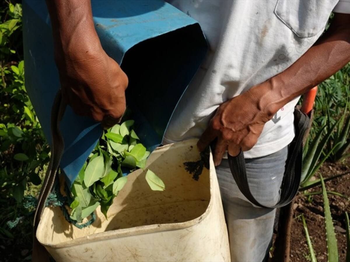 Gobierno escuchará a cultivadores de coca en Cajibío, Cauca