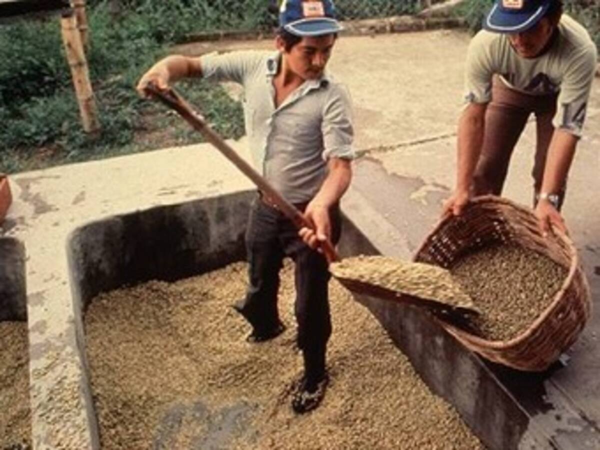 Produccion cafetera de Colombia sigue en 'picada'