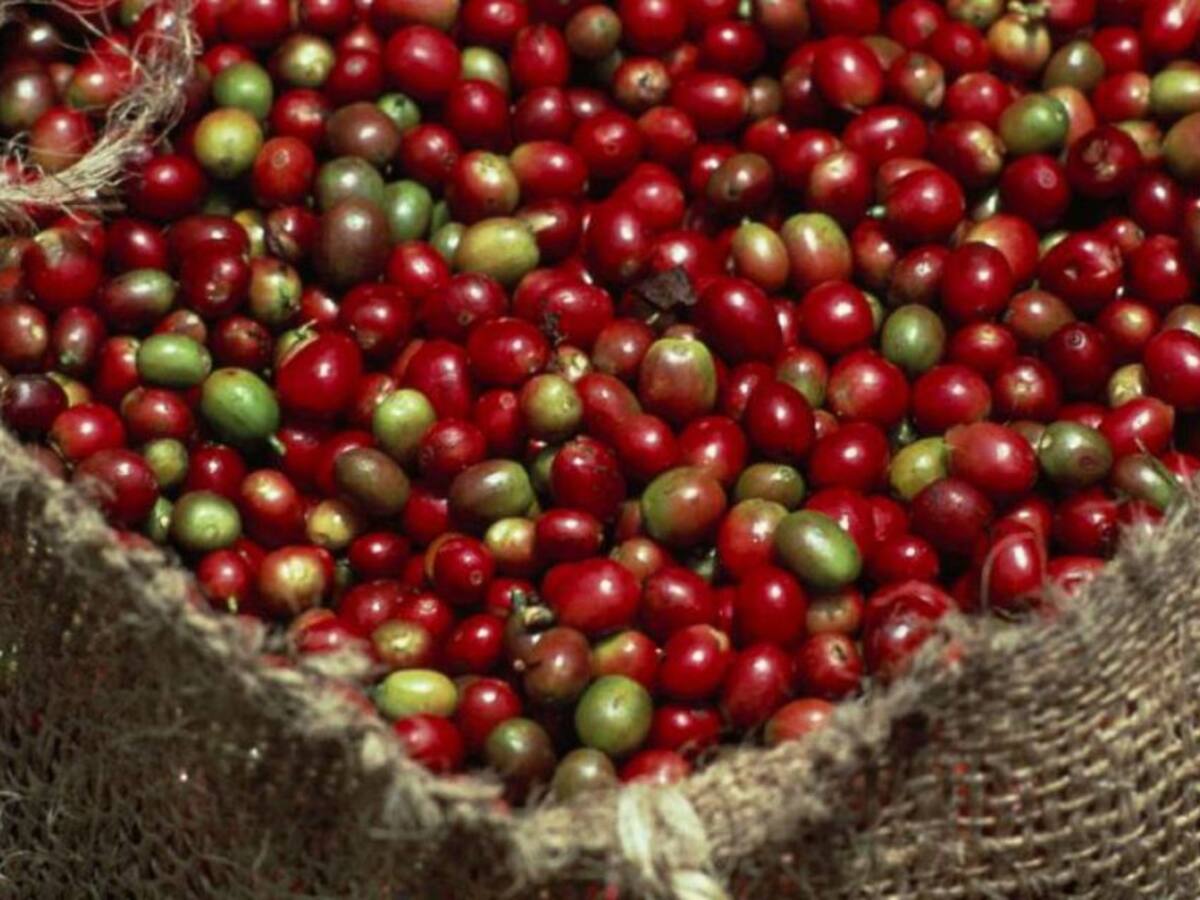 Cafeteros en Quindío afectados en exportación por crisis de contenedores