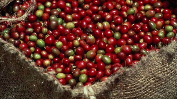 Productor de café Jorge Iván Giraldo