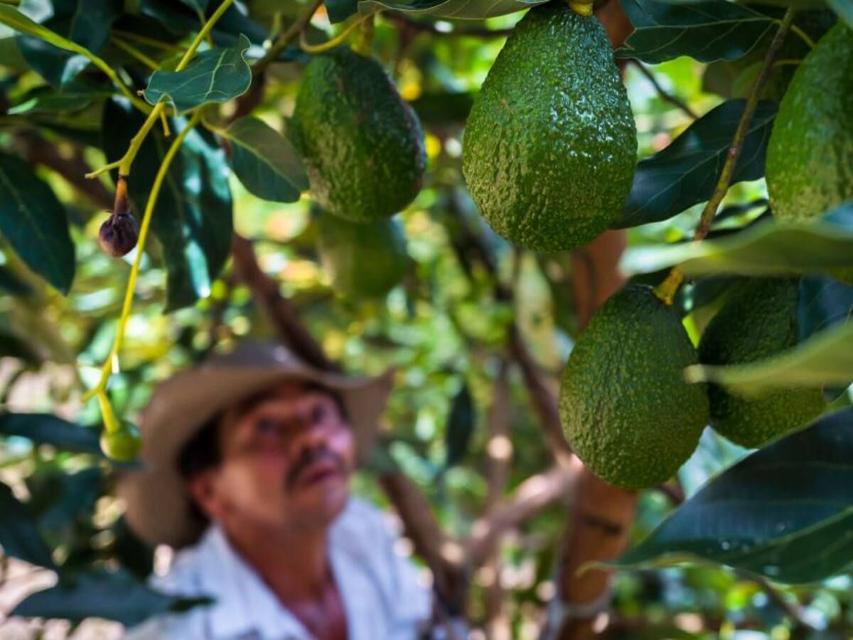 La otra cara de las exportaciones de aguacate hass en Colombia