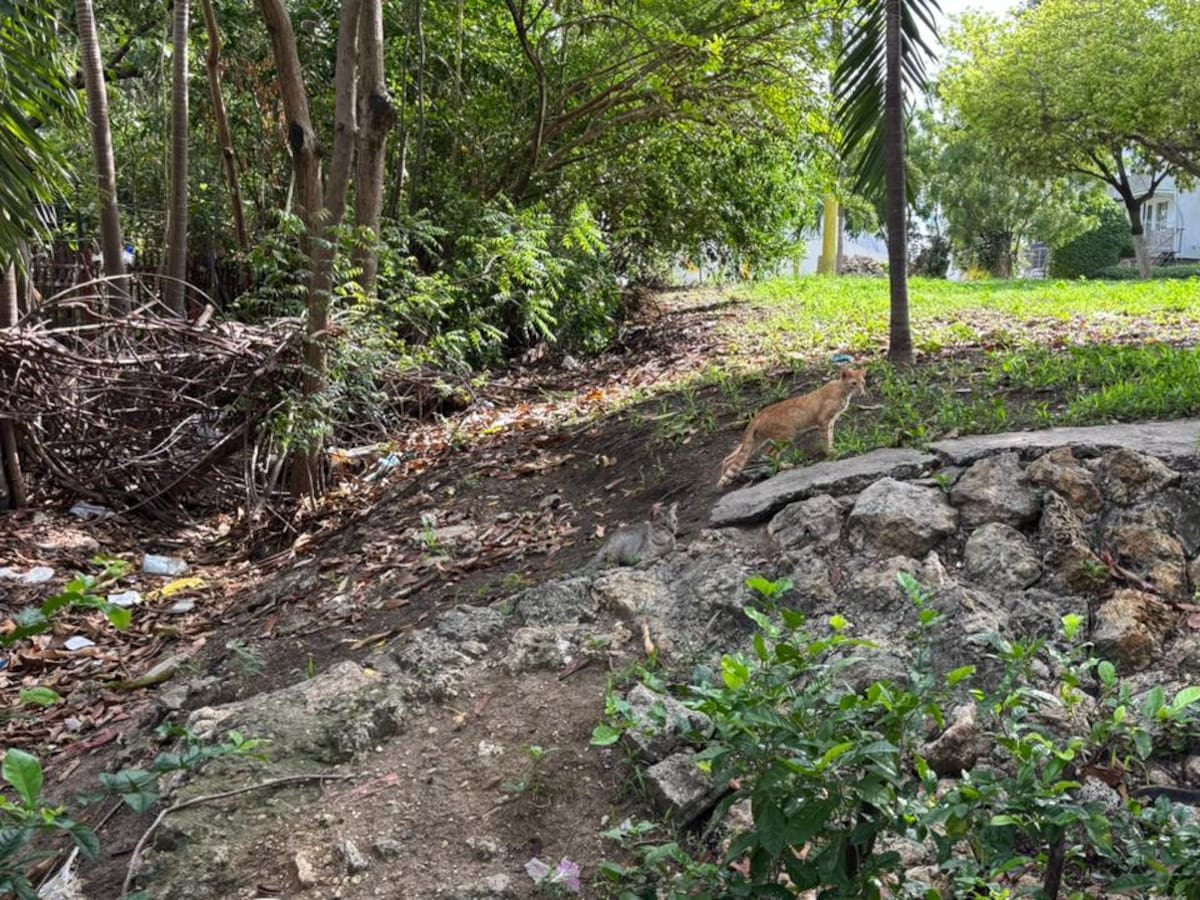 Comunidad de Alto Campestre pide a Umata que recoja más de 20 gatos callejeros