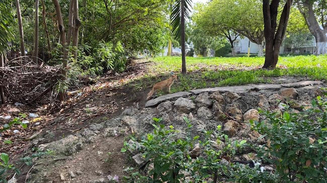 Los gatos transitan por esta zona del parque. // Caracol Radio Cartagena