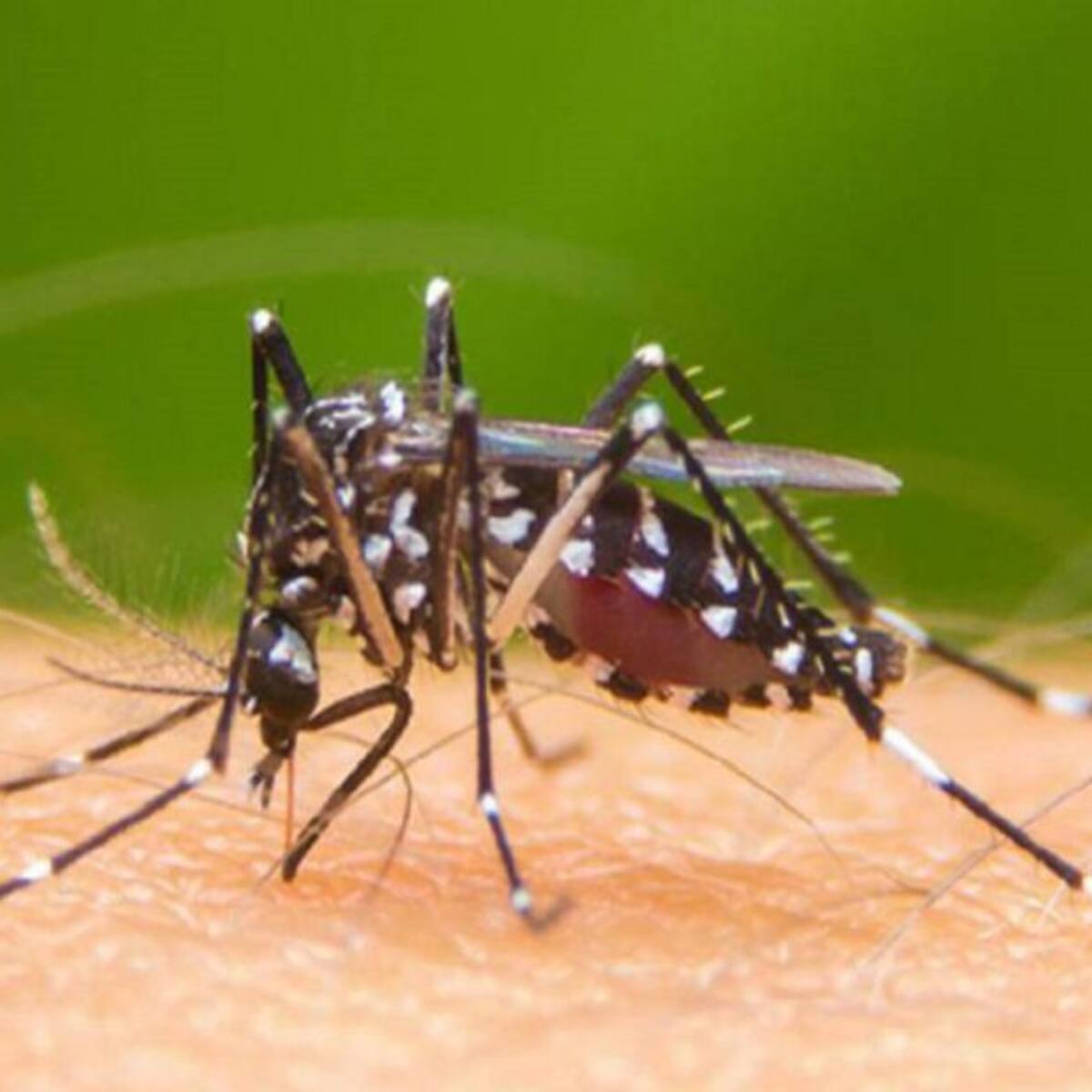 Hoy se inicia la Semana de Acción contra el mosquito transmisor del Dengue