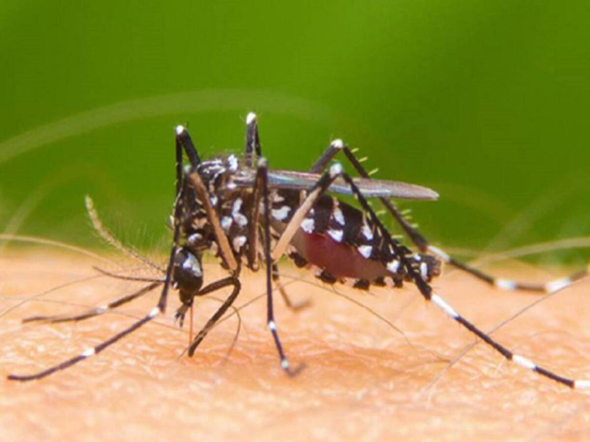 Hoy se inicia la Semana de Acción contra el mosquito transmisor del Dengue
