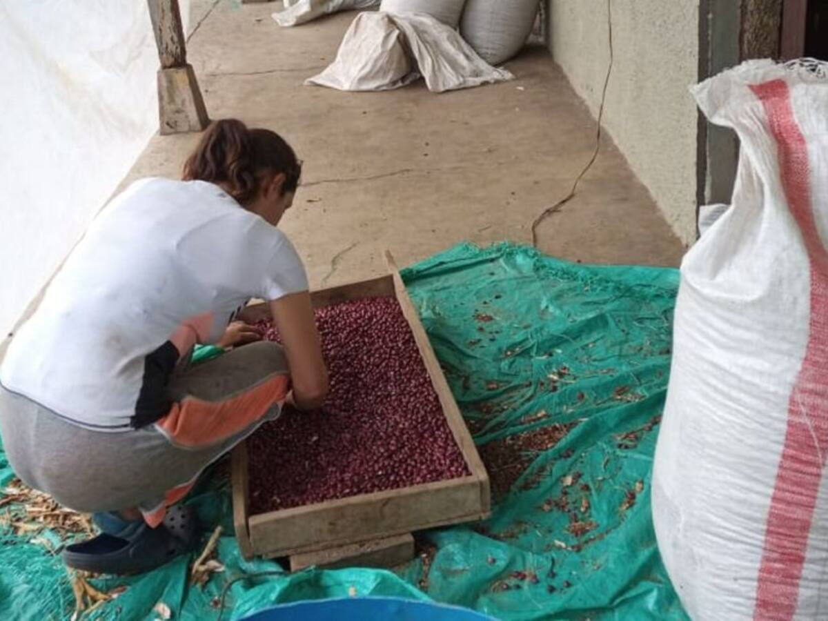 En crisis están cerca de 5 mil productores de frijol del Tolima