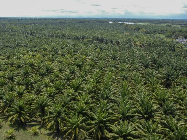 Vista aérea de cultivos de palma de aceite en Simiti, Bolivar, Colombia.