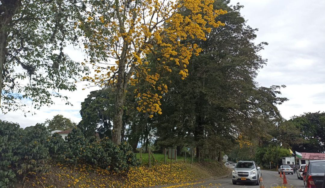 Hermoso guayacán florecido vía corregimiento El Caimo en Armenia