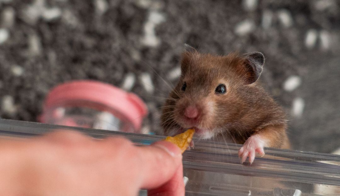 Un hamster de dos años que hace parte de una comunidad en línea de Hong Kong