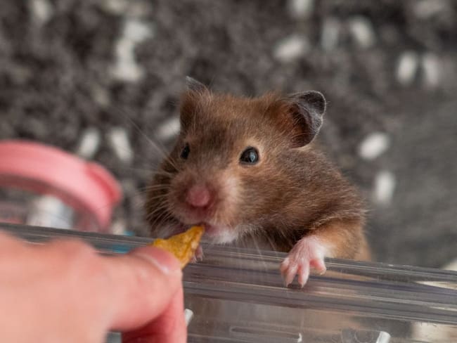 Un hamster de dos años que hace parte de una comunidad en línea de Hong Kong