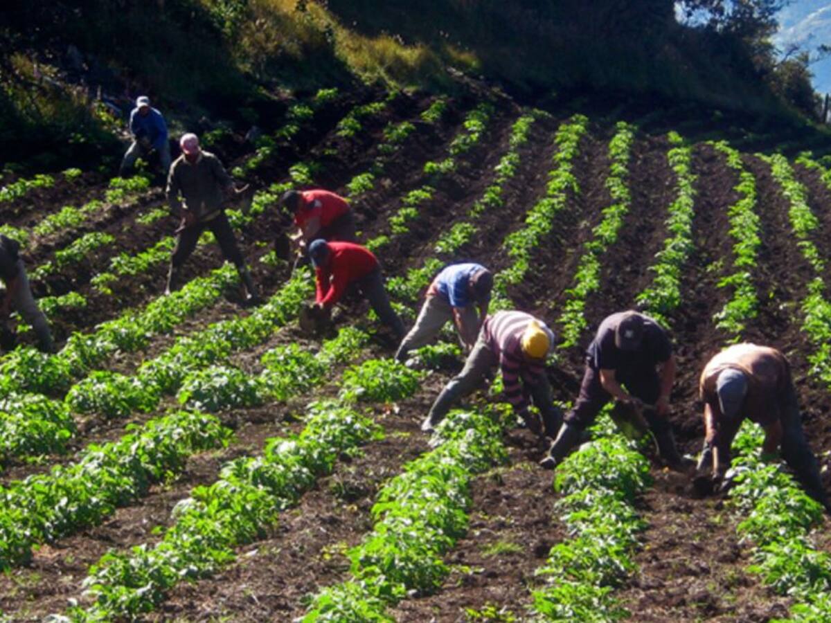 Productores agrícolas en riesgo de perder la producción en La Unión