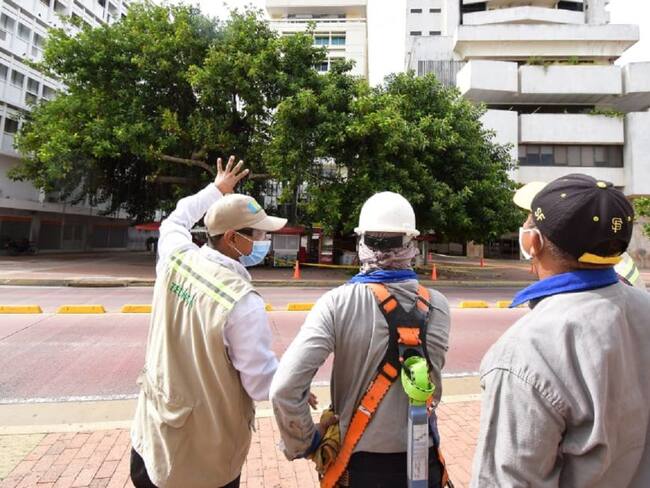 Árbol de caucho recibe poda técnica en el centro de Cartagena