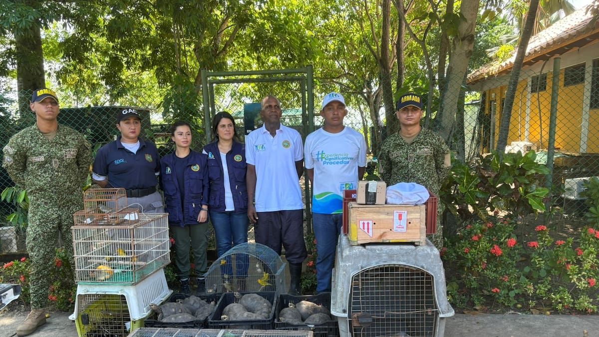 Armada de Colombia recupera y libera animales silvestres en el Caribe y Chocó