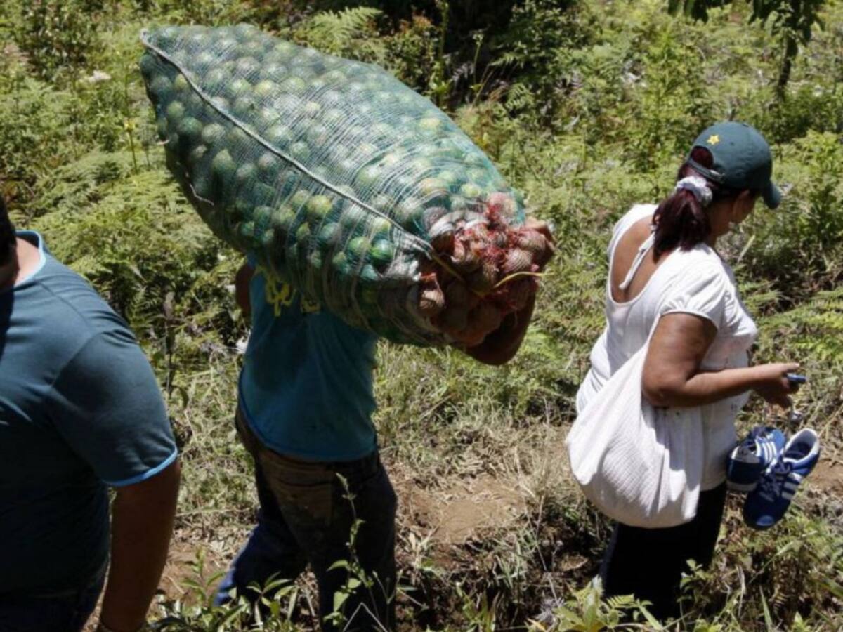 Reportan despidos masivos de jornaleros y reducción de trabajos