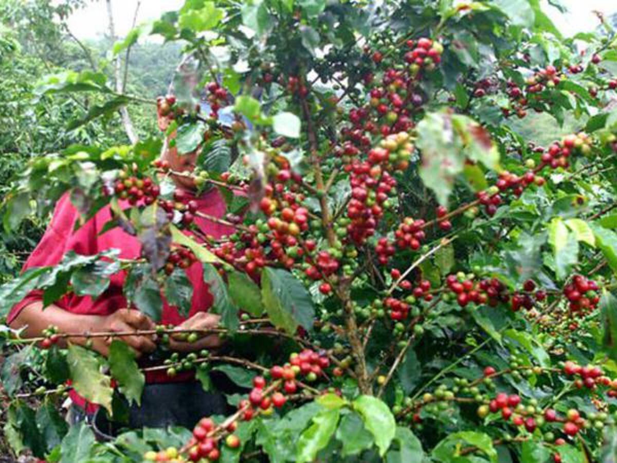 Cafeteros de Risaralda se están infartando por las deudas