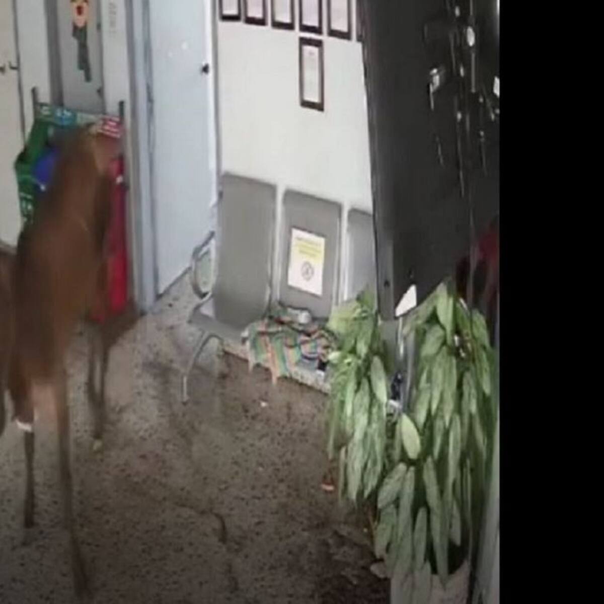 Una mujer lesionada dejó la incursión de un novillo al hospital de Nariño