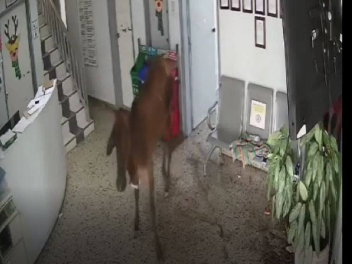 Una mujer lesionada dejó la incursión de un novillo al hospital de Nariño