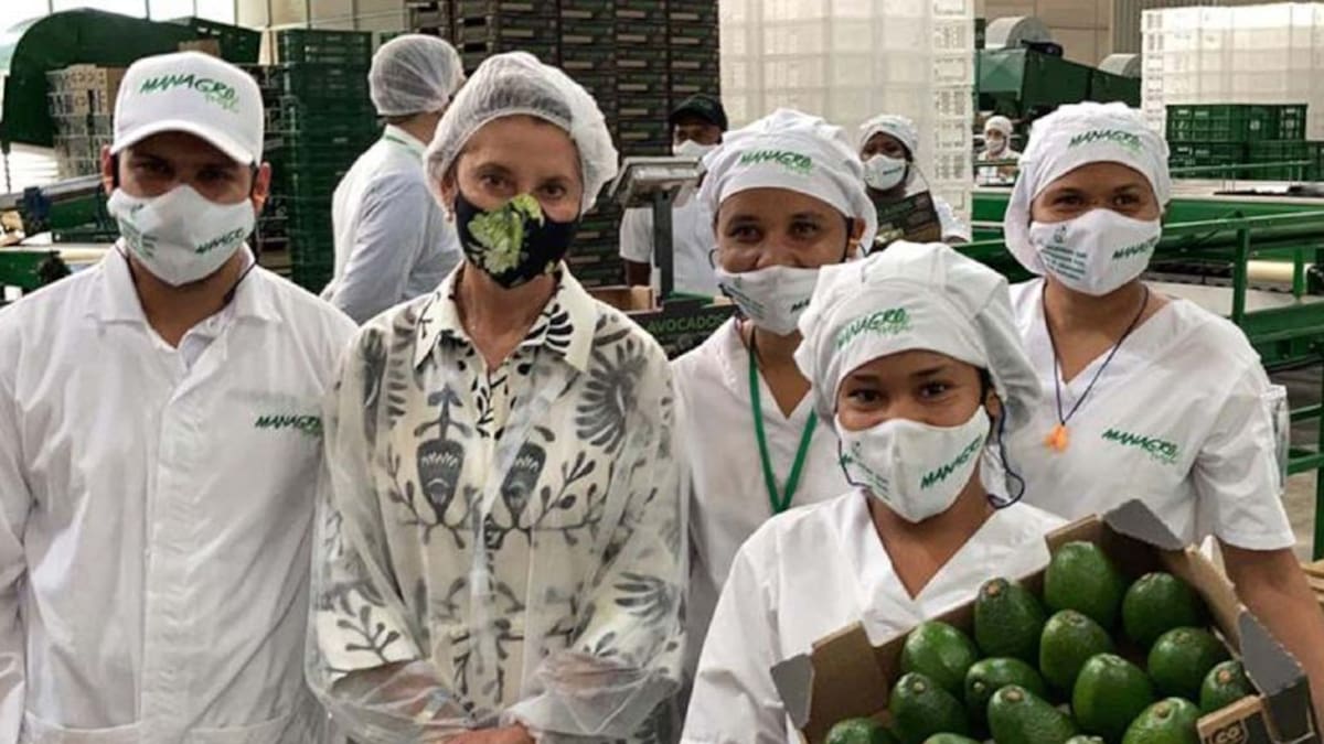 En Palmira, Valle, lanzan marca para exportar aguacate hass a Europa