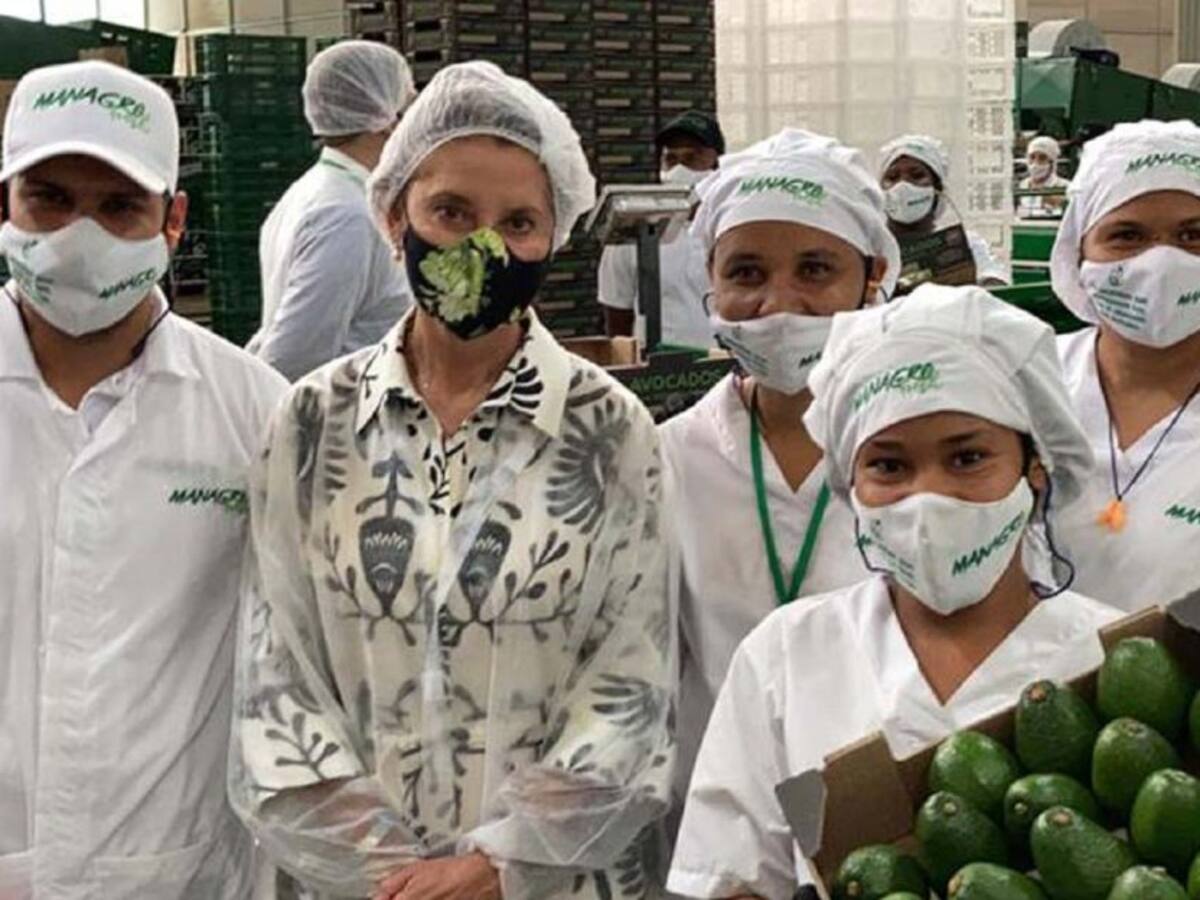 En Palmira, Valle, lanzan marca para exportar aguacate hass a Europa