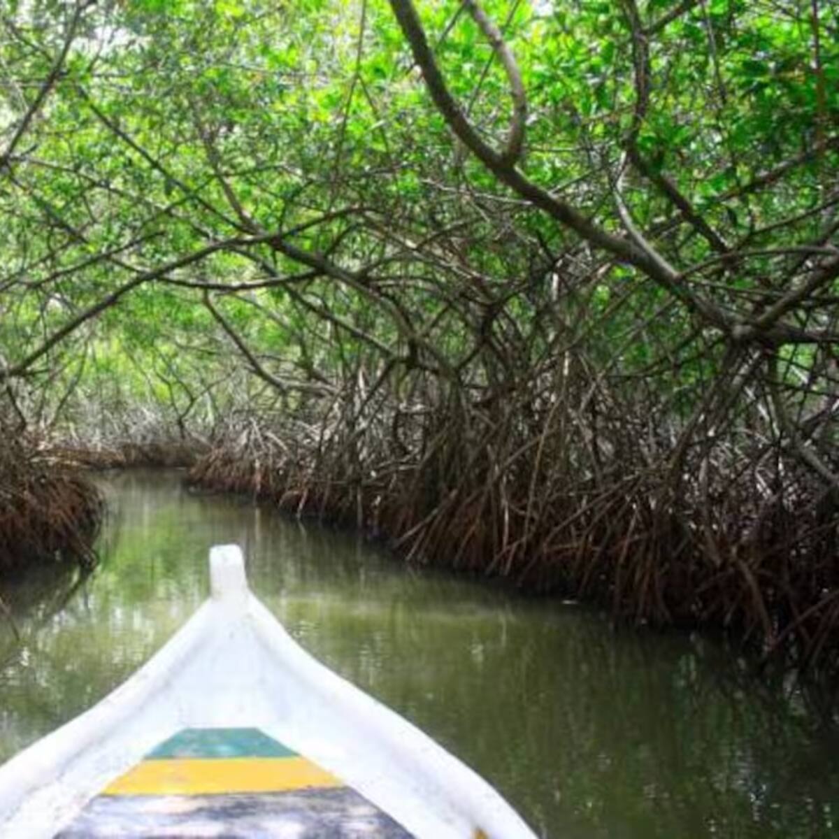 Acción popular busca defender ecosistemas de manglares en la Ciénaga de La Virgen