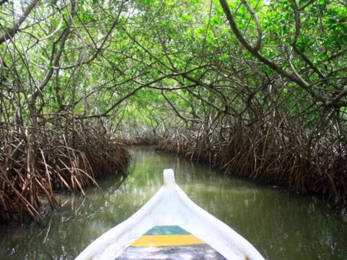 Acción popular busca defender ecosistemas de manglares en la Ciénaga de La Virgen