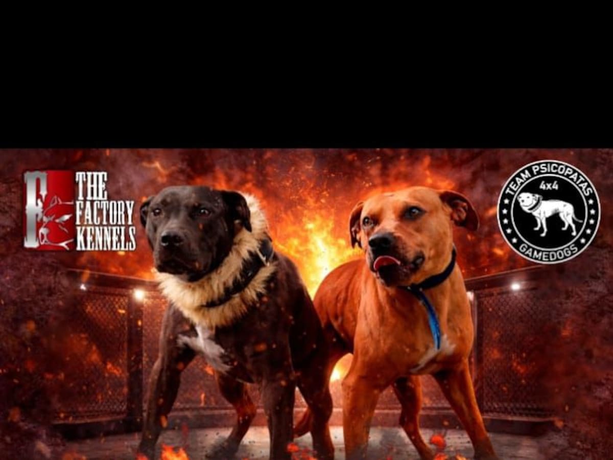 Fiscalía destapó “convención internacional de pelea de perros” en La Calera: esta es la historia