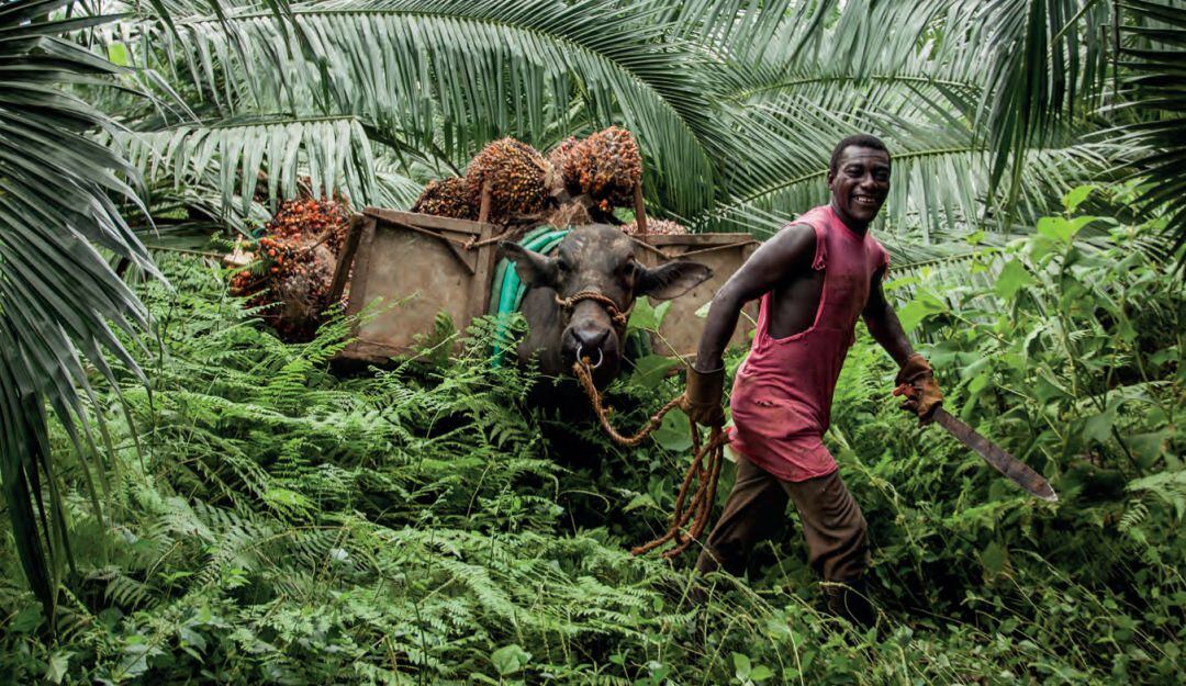 LOS ROSTROS DE LA PLANTACIÓN. Autor: Juan Pablo Marín García.