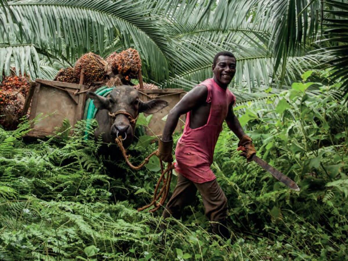 Tome una fotografía y descubra lo mejor del medio ambiente