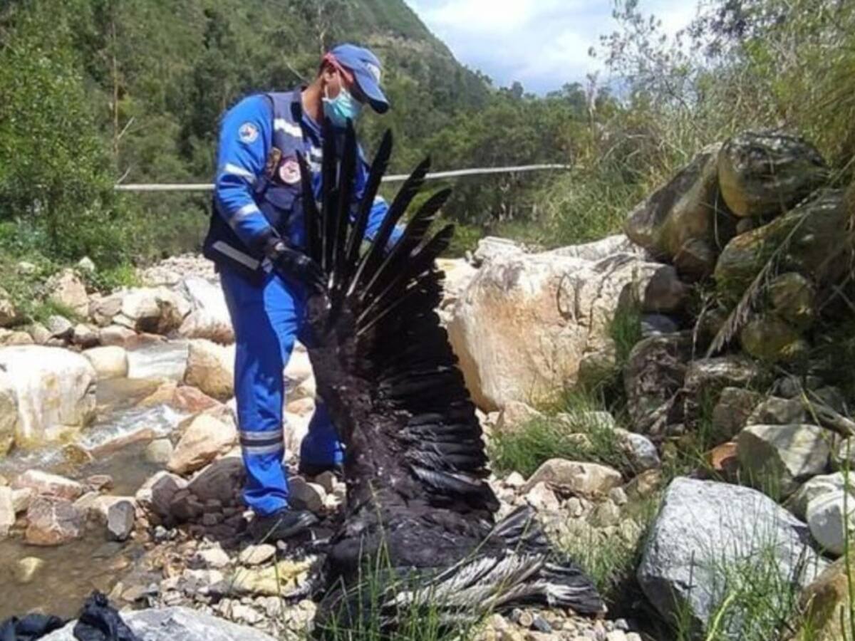 Hallaron dos cóndores muertos en páramo del Almorzadero