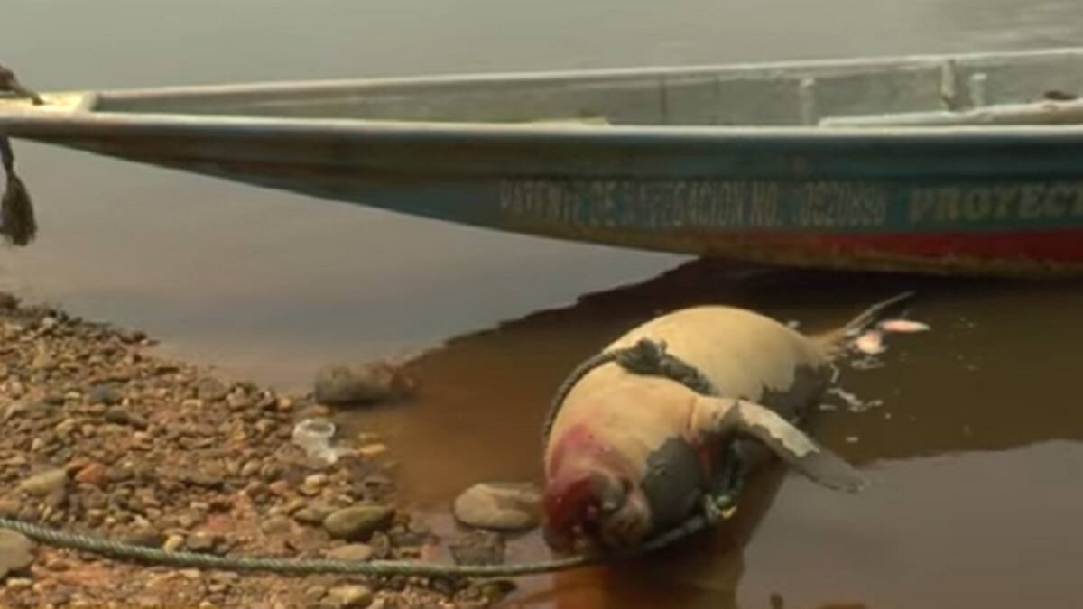 Encuentran un manatí antillano muerto