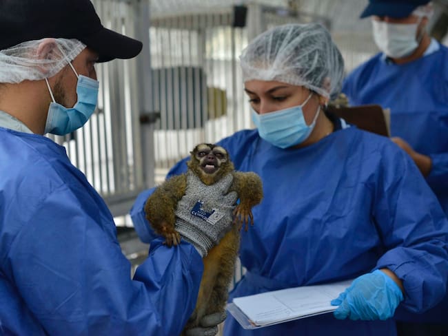 Recuperan 108 micos utilizados en estudio científico en Cali