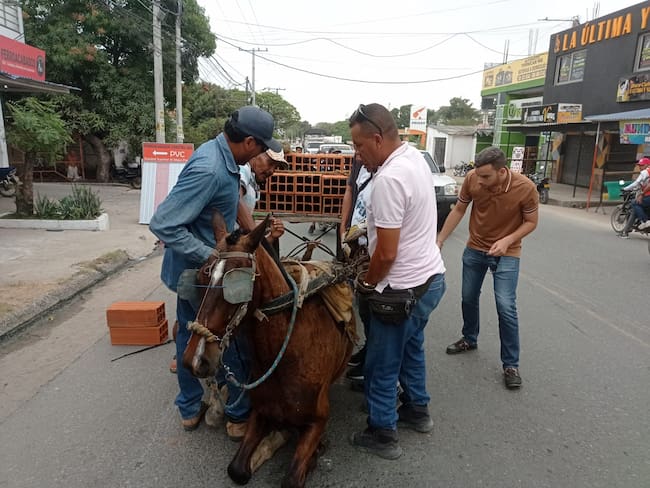Nuevo caso de maltrato a caballo en Magangué, Bolívar