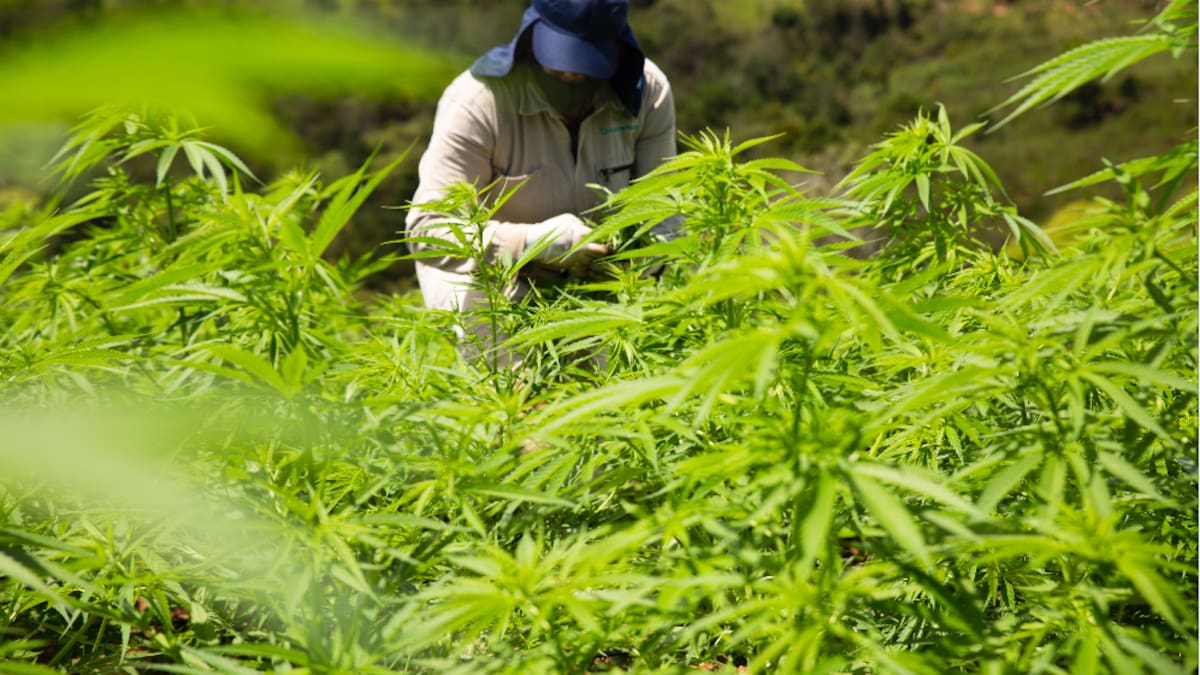Dinero de regulación de cannabis iría a municipios y departamentos: avanza proyecto