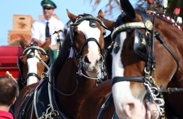 Cortesía: Estribo Week