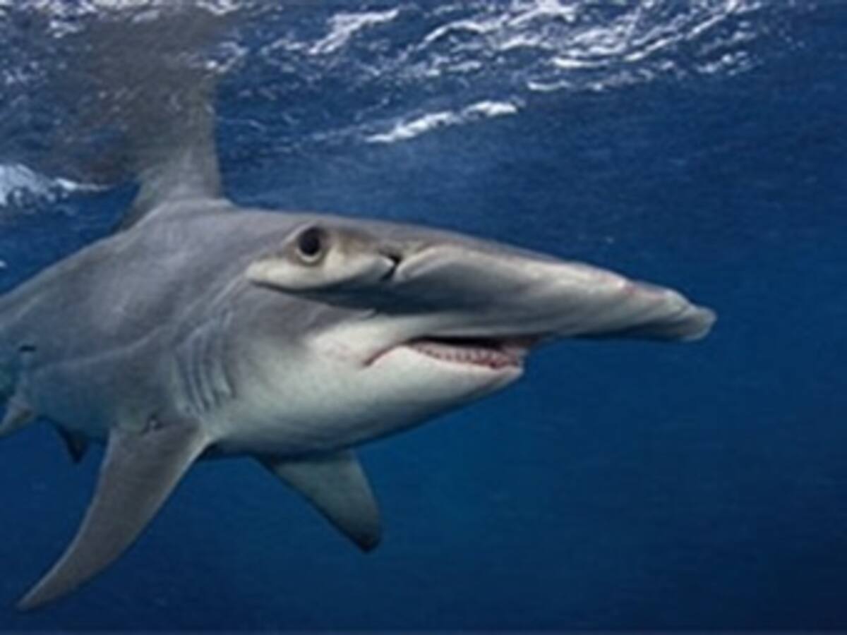 Ultimátum a autoridades ambientales para que protejan a tiburones