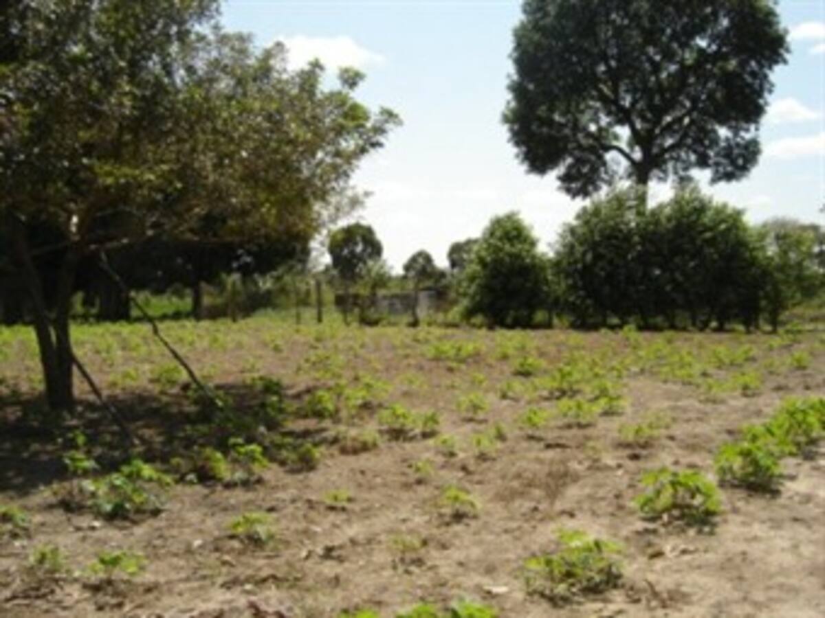 El verano acaba con cultivos en el norte de Nariño, denuncian cultivadores
