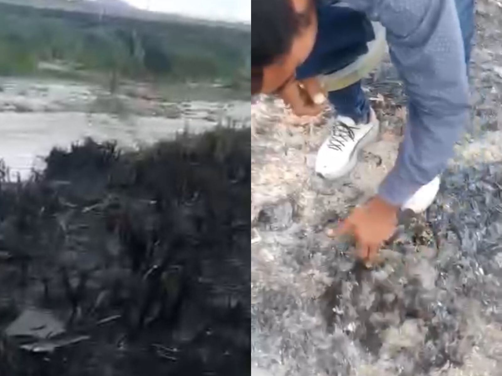 Indignación en Cúcuta por la incineración de perro de compañía perteneciente a un habitante en condición de calle. / Foto: Cortesía comunidad.