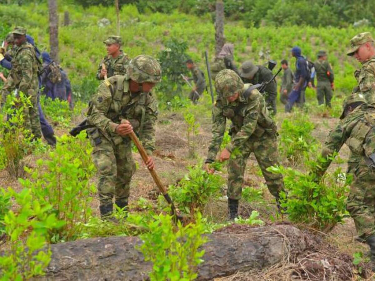 Inició pago a las familias de Tumaco por sustitución de cultivos ilícitos