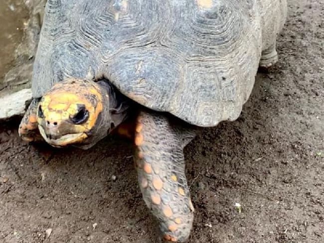 Las tortugas fueron rescatadas y recuperadas en el departamento del Quindío y ahora libereadas en su hábitat natural