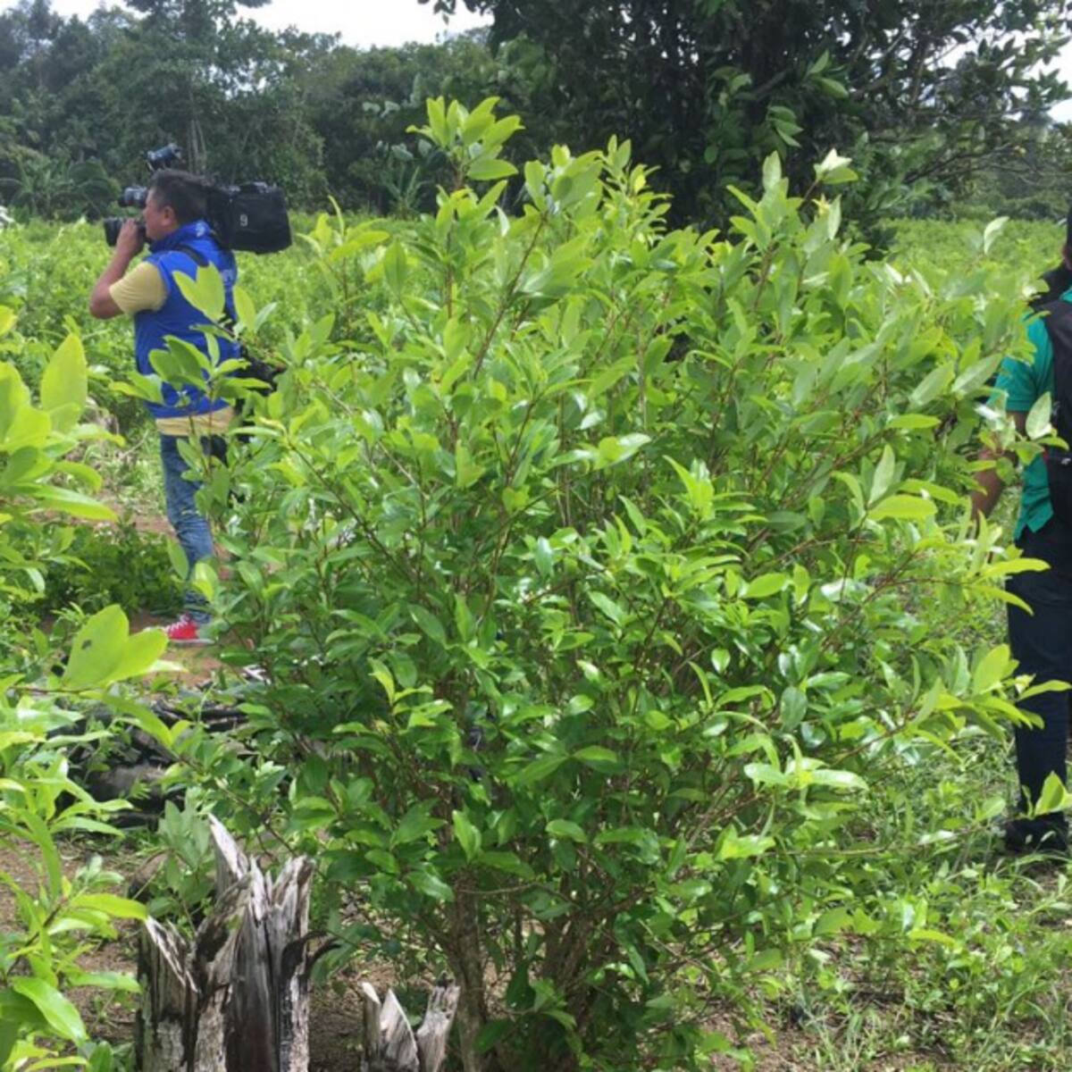 Aumenta tensión entre erradicadores y cocaleros en el Catatumbo