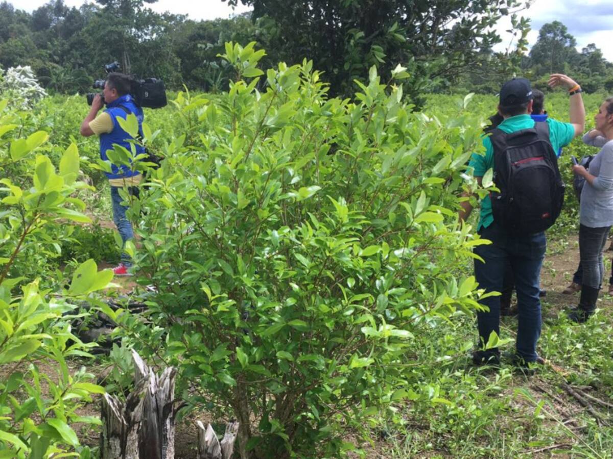 Aumenta tensión entre erradicadores y cocaleros en el Catatumbo