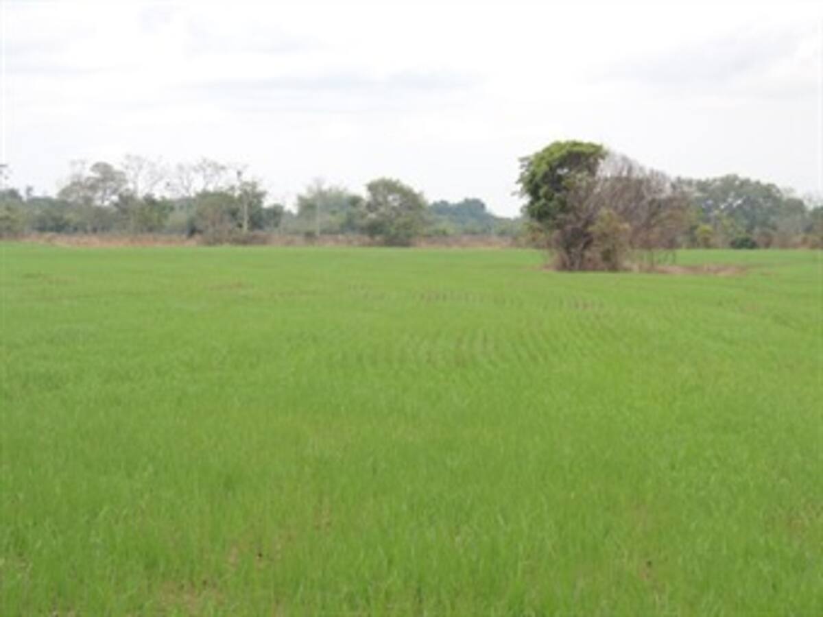 Gobierno trasladará un billón de pesos para el sector agrario