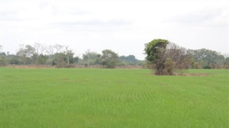 Gobierno trasladará un billón de pesos para el sector agrario